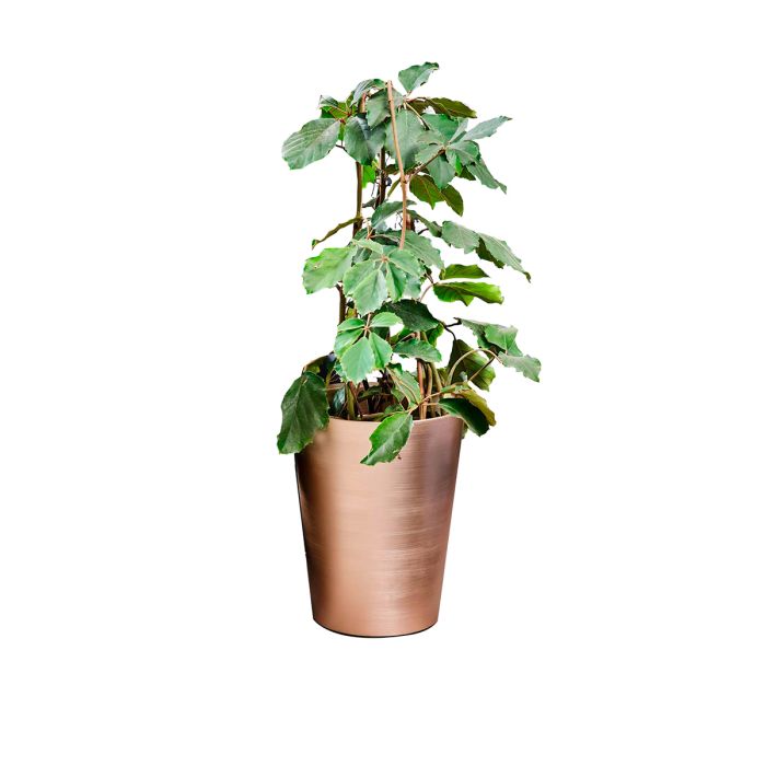 Vaso Shot della linea Combo di Altera 49x65h