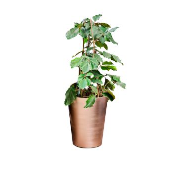 Vaso Shot della linea Combo di Altera 49x65h
